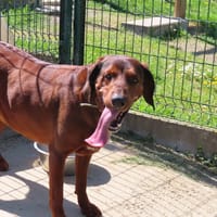 TOBY, chien à adopter