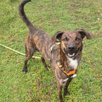 ZOOCKY, chien à adopter