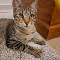 PAPAYE CHATTE, chatte à adopter