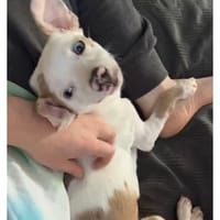 LUNA, chienne à adopter