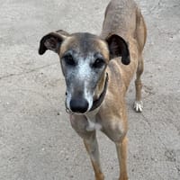 FARRUQUITA, chienne à adopter