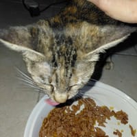 KIWI jeune chatte, chatte à adopter