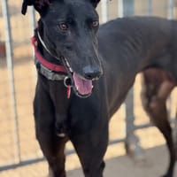 BRUJA, chienne à adopter