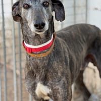 AIRON, chien à adopter