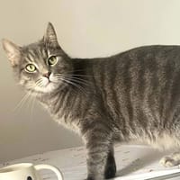 Gribouille, chat à adopter