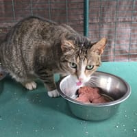 Georges, chat à adopter