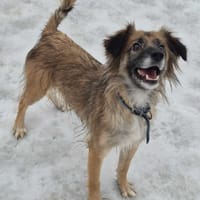 Krysia, suczka do adopcji