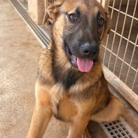 TURCO (101 Huellas), chien à adopter