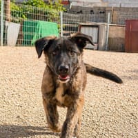 SILA (101 huellas), chienne à adopter