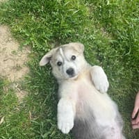 tati, chienne à adopter