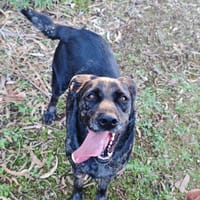 ANDREA, chienne à adopter