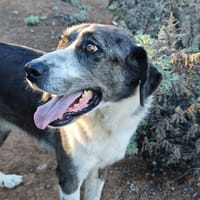 LEXTER, chien à adopter