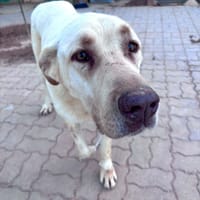 RUBIO, chien à adopter