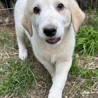 hiro, chien à adopter
