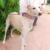 AMATISTA, chienne à adopter