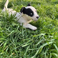 jessica, chienne à adopter