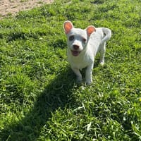 marie, chienne à adopter