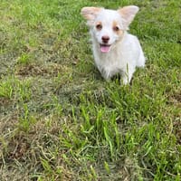 tia, chienne à adopter