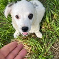 arc, chien à adopter