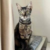 Fleur, chatte à adopter