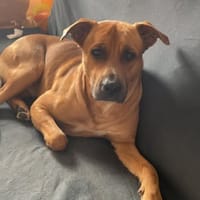 REX, chien à adopter