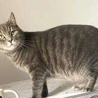GRIBOUILLE, chat à adopter