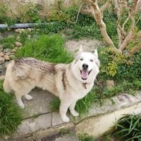 THORIUM, chien à adopter