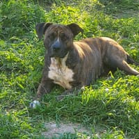 LEIKA, chienne à adopter