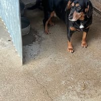 TICKIE, chien à adopter