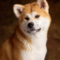 ACHIKA, chienne à adopter