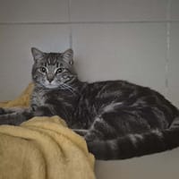 Mayki, chat à adopter