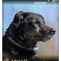 Sarah, chienne à adopter