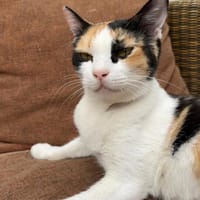 Liebe Katze Tanya, Katze zur Adoption