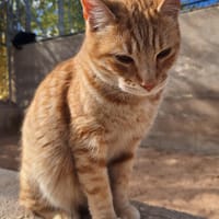 Liebevoller Kater Garfield, Katze zur Adoption