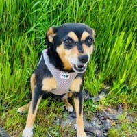 Emma ein liebes Pinscher mix Mädchen, Hündin zur Adoption