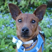 Gino - kleiner 5 kg Turbo-Zwerg, Hund zur Adoption