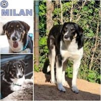 MILAN -Ruhig & menschenbezogen-, Hund zur Adoption