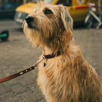 Lenny-wartet in PLZ 60599 auf Besuch, Hund zur Adoption