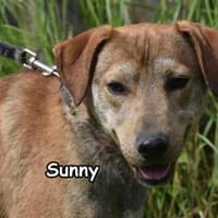 SUNNY, Hund zur Adoption