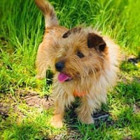 Roschko ein lieber Terrier Mix, Hund zur Adoption