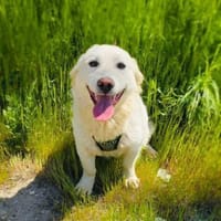 Didko ein toller Familienhund, Hund zur Adoption