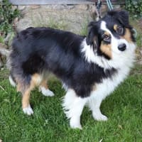 Gina -wie ein Sechser im Lotto, Hündin zur Adoption