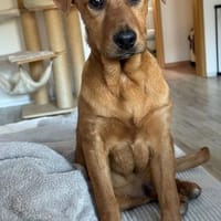Unser Goldschatz Louki wartet auf sein, Hund zur Adoption