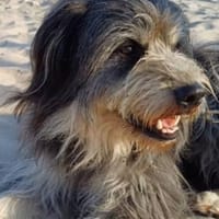 BOJO wartet in 41372 Niederkrüchten, Hund zur Adoption