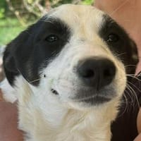 Amelia, suche liebevolle Hände, Hündin zur Adoption