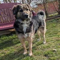 🌿Souveräne Mira sucht Dich🌿, Hündin zur Adoption