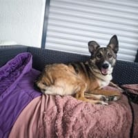 Ravella - wartet in 92369 Sengenthal, Hündin zur Adoption