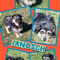 lieber kleiner Janosch auf PS 90562, Hund zur Adoption