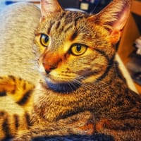 Zuhause gesucht für Jessi, Katze zur Adoption