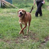 Emma  Herzenshündi Energie & Charme, Hündin zur Adoption